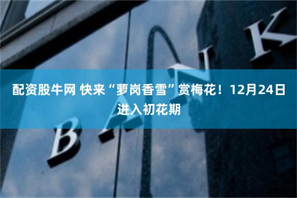 配资股牛网 快来“萝岗香雪”赏梅花！12月24日进入初花期